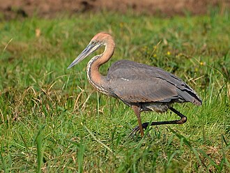 Goliath heron